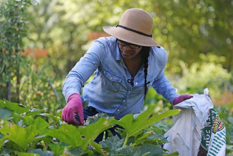 July 17, 2019 Atlanta- Pamela Seay, a neighborhood volunteer, searches for insects on vegetable plants at the Atlanta Food Forest on Wednesday, July 17, 2019. The Atlanta Food Forest covers is a seven acre public park and garden near the Lakewood Fairgrounds and Browns Mill Golf Course. The food forest is the first in Georgia and the largest in the United States. Christina Matacotta/Christina.Matacotta@ajc.com