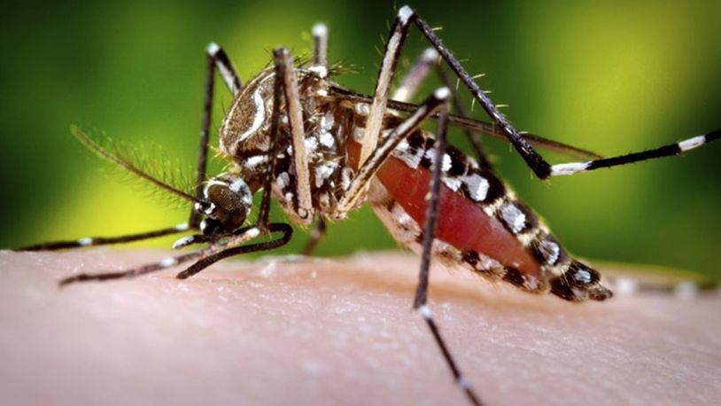 The Aedes aegypti mosquito can infect humans with the Zika virus when it takes a blood meal. SANOFI PASTEUR / FLICKRCC / TNS