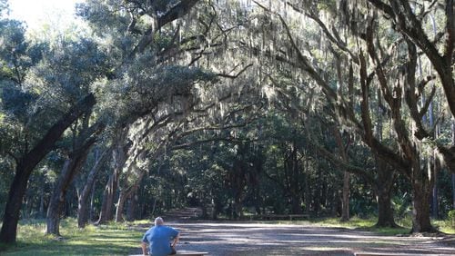 A man sits in the quiet of the live oak covered tree canopy at Wormsloe State Historic Site.