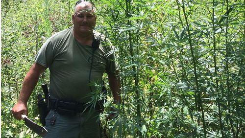 Capt. Wade Williams of Haralson County Sheriff’s Office removing pot plants. (CREDIT: Channel 2)