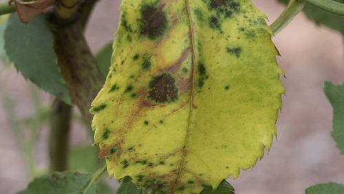 Black spot disease on roses results in yellow leaves with black spots. WALTER REEVES
