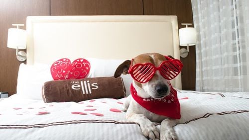 Sly, a 6-year-old Jack Russell mix, a rescue dog at the Atlanta Humane Society, is featured in this photo shoot to show off the upgraded pet-friendly experience at the Ellis Hotel. (The dog has since been adopted.) CONTRIBUTED BY KU’ULEI SAKO