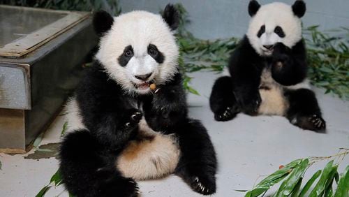 The panda twins, Ya Lun and Xi Lun, at Zoo Atlanta in July 2017.