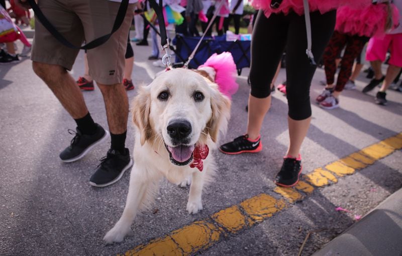 A dog walks with people in the 5K walk during the 2018 Komen South Florida Race for the Cure in downtown West Palm Beach Saturday, January 27, 2018.  Damon Higgins / The Palm Beach Post