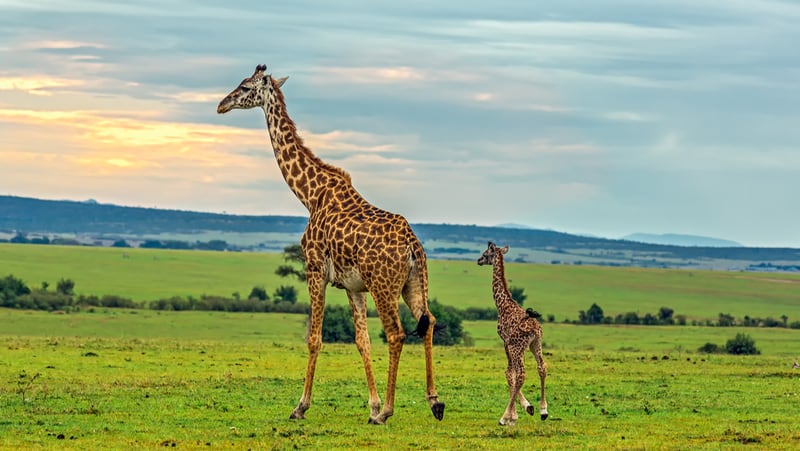A mother giraffe with her baby. Maasai Mara National Reserve, Kenya.