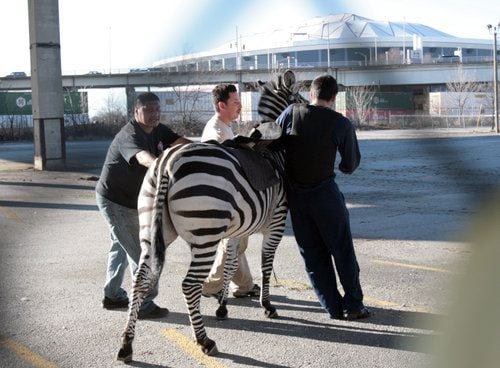 Zebra on the loose in Atlanta