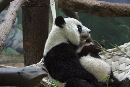 Xi Lan at Zoo Atlanta