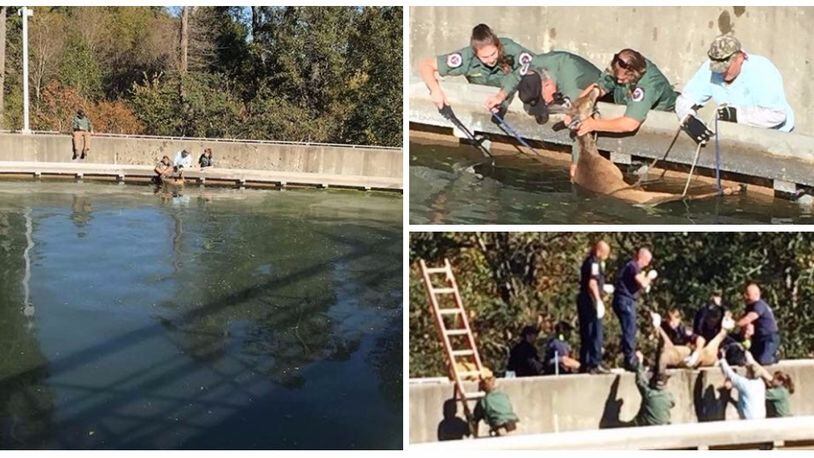 Workers rescued a deer from a water treatment tank in Cobb County on Oct. 26, 2017.