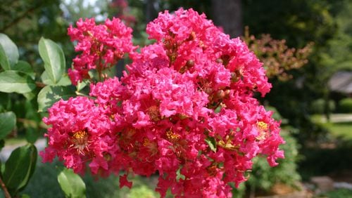 Despite discussions about its name, crapemyrtle blooms can be spectacular in summer. (Walter Reeves for The Atlanta Journal-Constitution)