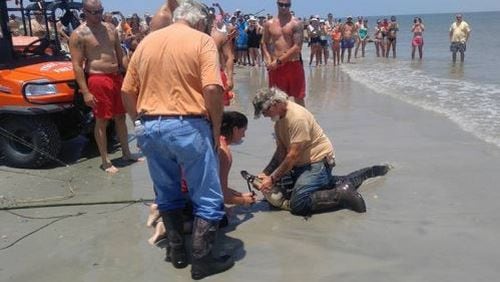 Professional trapper Jack Douglas and the alligator he captured Friday off Tybee Island. (Credit: Savannah Morning News)