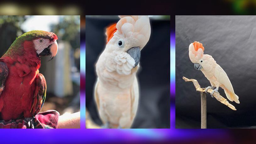 Three valuable, exotic birds, Ruby (from left), Peaches and Cream, were stolen from R. Thomas Deluxe Grill in Buckhead.