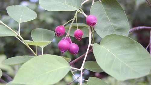 Serviceberry fruit tastes like an apple. CONTRIBUTED BY WALTER REEVES