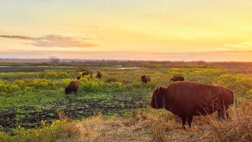Paynes Prairie Preserve State Park in Florida reintroduced bison in 1975. (Photo by BRYAN MATUS, courtesy Florida Department of Environmental Protection)
