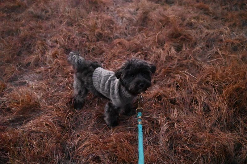 Bear Register is a Maltipoo puppy from Grady County, who has found an early passion for chasing cows. (Courtesy photo)