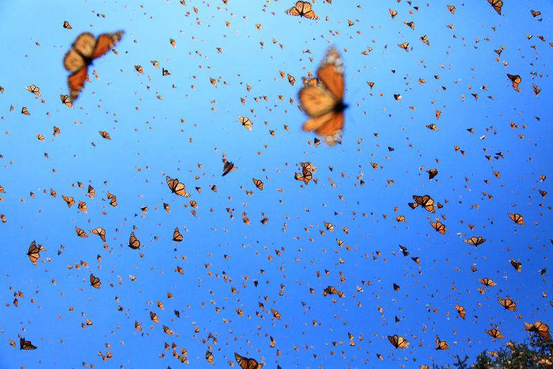 The mysterious migration of monarch butterflies is the subject of "Flight of the Butterflies," returns to the Fernbank Museum of Natural History.