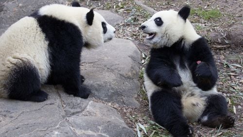 Giant panda twi cubs Mei Lun and Mei Huan will celebrate their second birthday this week. Photo: Zoo Atlanta