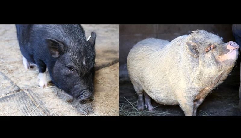 Two potbellied pigs are available for adoption at Gwinnett Animal Shelter.