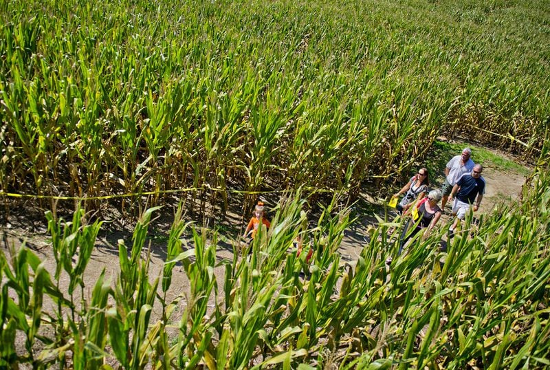 Visitors to the Buford Corn Maze have been getting lost among the many rows of corn for several years now. CONTRIBUTED