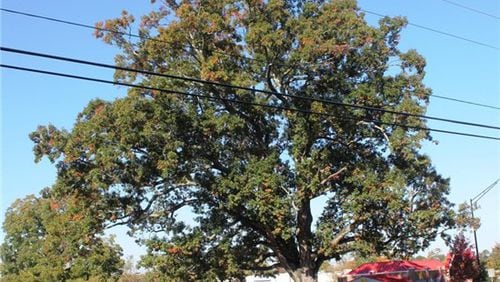 The centuries-old red oak tree that has stood along U.S. 78 in Snellville since before the signing of the Constitution has been removed. (Courtesy City of Snellville)