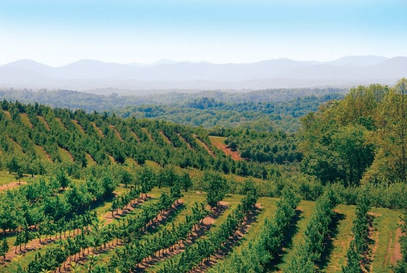 Mercier Orchards fans out for more than 300 acres across the Blue Ridge Mountains with dozens of varieties of apples, strawberries, cherries, plums, blackberries, and peaches.