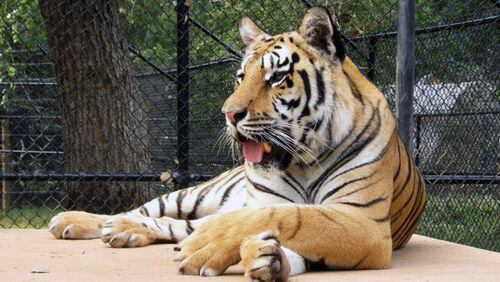 Sheila the Bengal tiger in her prime. (Noah’s Ark Animal Sanctuary)