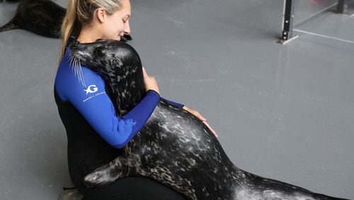Lindsey Ronis, a trainer at the Georgia Aquarium with a harbor seal.