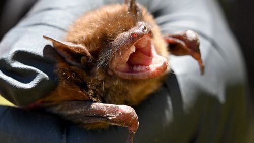 Trina Morris, a Georgia DNR wildlife biologist and program manager, shows a big brown bat to trainees near Calhoun on Thursday, May 3, 2023. (Hyosub Shin / Hyosub.Shin@ajc.com)