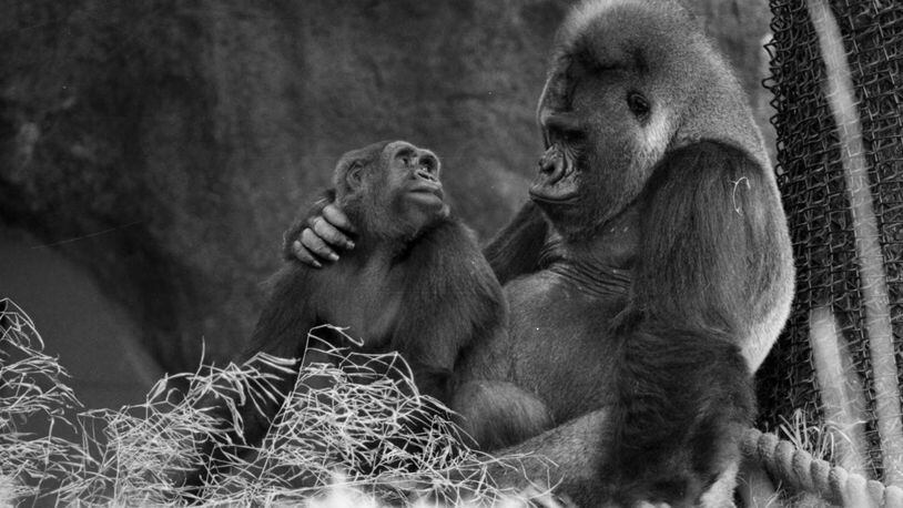 Gorilla Willie B. with his first mate, Kinyani, at Zoo Atlanta in 1989.