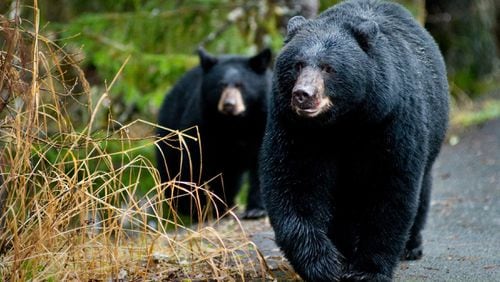 In this Oct. 22, 2014, file photo, a black bear sow and her cub walk along the Trail of Time at the Mendenhall Glacier Visitor Center in Juneau, Alaska. A basic rule on what to do when encountering a bear in the wilderness is so common, it’s long been a mantra: “If it’s brown, you lie down and if it’s black, you fight back.” (Michael Penn/The Juneau Empire via AP )