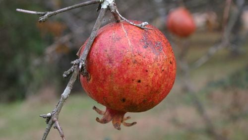 A pomegranate bush is easy to grow, rarely requires spraying, and yields delicious fruit. (Walter Reeves for The Atlanta Journal-Constitution)