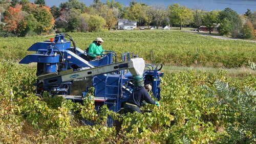 Grape harvest in the Finger Lakes, the largest of New York's wine producing regions. (Dreamstime/TNS)