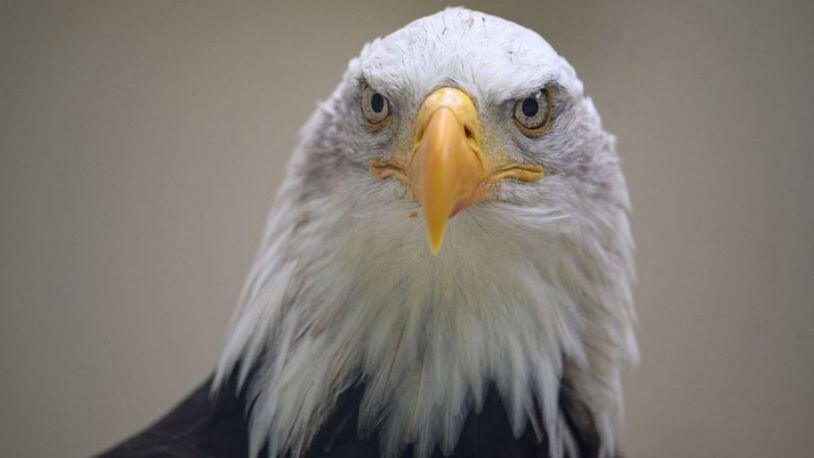 Georgia wildlife officials counted a record number of bald eagle nests in the state this year, despite an outbreak of bird flu among the raptors on the coast that depressed successful hatching there.