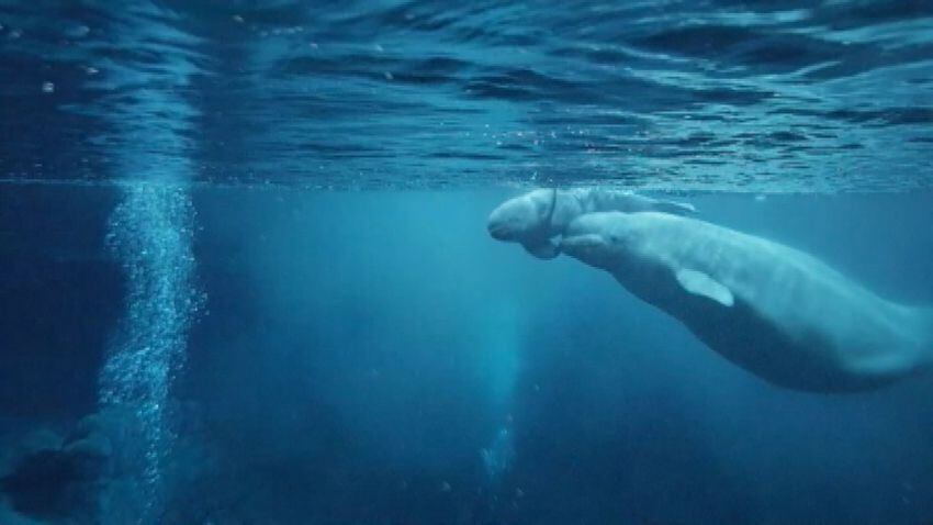 Beluga whale calf born at Georgia Aquarium dies