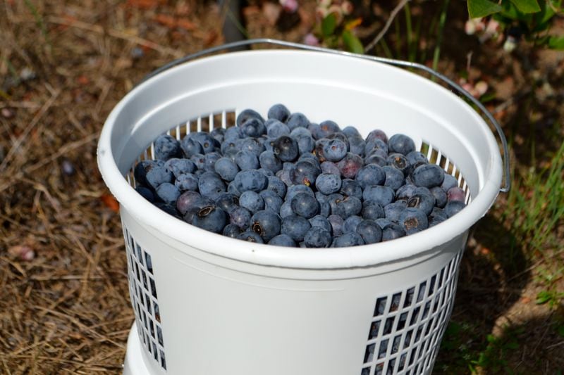 It can take 35-50 minutes to pick enough blueberries to fill a gallon bucket. 