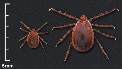 Images of a nymph and adult female Asian longhorned tick, which the CDC says is new to the United States as of October 2018. (Centers for Disease Control and Prevention)