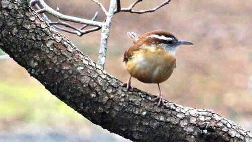 The Carolina wren is one of scores of songbird species getting ready for a new nesting season. For wild creatures such as the wren, the new year really begins in spring, the time of rebirth. PHOTO CREDIT: Charles Seabrook
