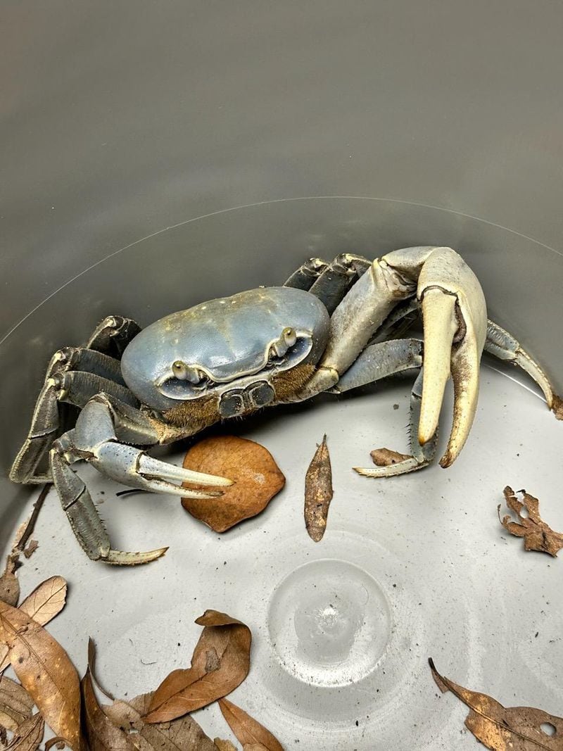 The invasive blue land crab (pictured) is semi-terrestrial, unlike the Atlantic or Chesapeake blue crab.