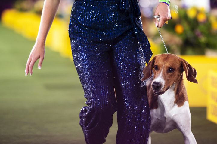 A handler presents an American foxhound at the Westminster Kennel Club Dog Show, held at the Lyndhurst Mansion in Tarrytown, N.Y., on Saturday, June 12, 2021. (Karsten Moran/The New York Times)