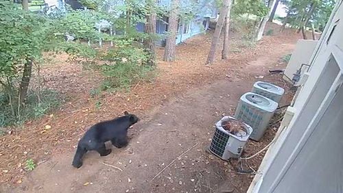 "John the Johns Creek Bear" was spotted ambling past the city police department in late August, according to the Johns Creek government's Facebook page.
