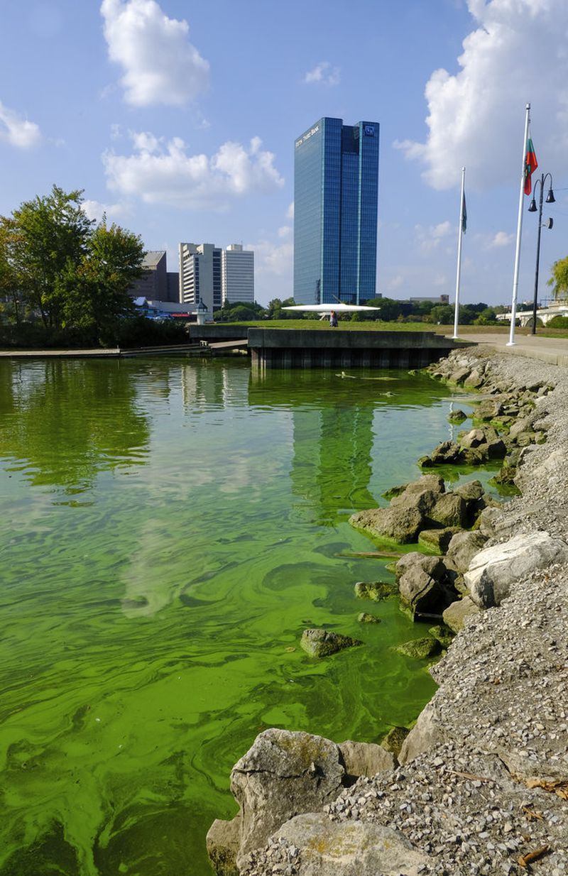In this Sept. 21, 2017 photo, an algae bloom from Lake Erie appears in the boat basin at International Park in Toledo, Ohio. Health officials in Ohio are telling children, pregnant women and people with certain medical conditions not to swim in the river that flows through Toledo because of an algae outbreak. Algae blooms can produce toxins. 