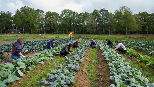 Emory currently has a food purchase agreement with Oxford College organic farm, an 11-acre farm that produces 25,000 pounds of food for Emory dining halls, CSAs and farmers markets each year. The university has announced a new partnership with the Conservation Fund’s Working Farms Fund to purchase food from farmers in the program, which is expected to launch next year. CONTRIBUTED BY KAY HINTON