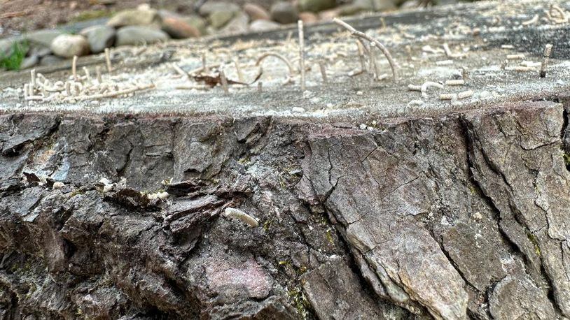 The sap of newly cut trees attracts ambrosia beetles, which bore into the wood and then produce telltale toothpicks on the surface. (Courtesy of Hannah Wise)
