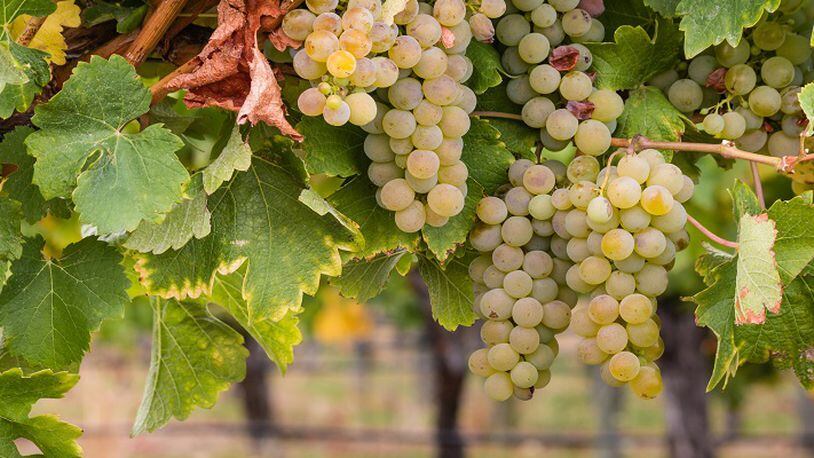 Reisling is a white grape variety with a wide range of styles and flavors. (Dreamstime)