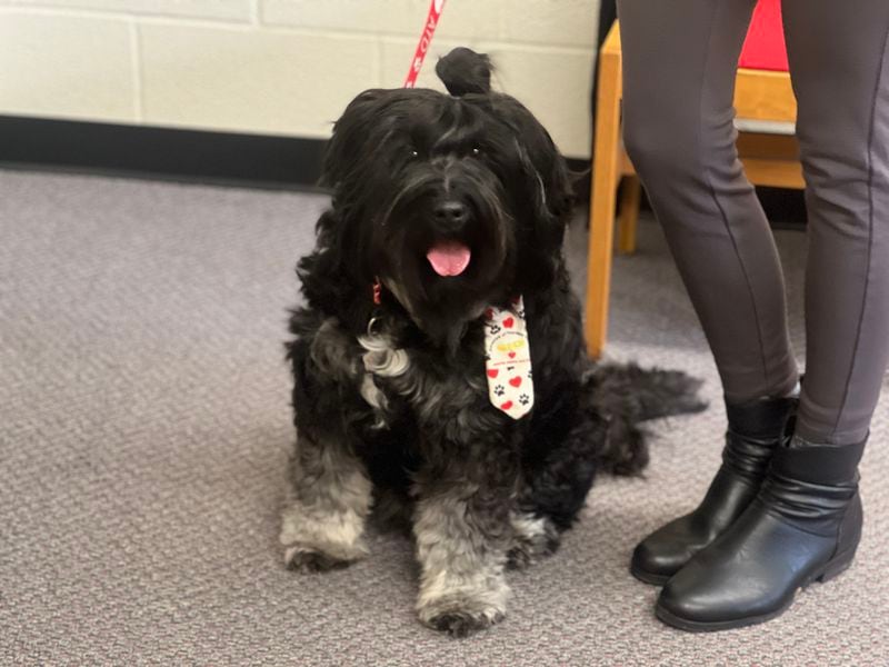 Cedric, a therapy dog in East Palestine, greeted visitors to nonprofit The Way Station on Saturday, February 3, 2024 with his handler, therapist Ashleigh Davis.