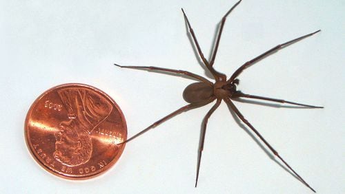 File photo of a brown recluse spider