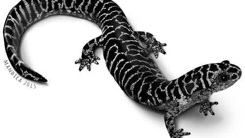 The frosted flatwoods salamander, pictured here, is the rarest amphibian in Georgia. The Atlanta-based Amphibian Foundation has the world’s only captive population of the animal and is trying to produce the salamander’s offspring and return them to the wild. (Illustration: Mark Mandica)