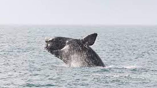 A North Atlantic right whale breaches the water off the U.S. East Coast. Pregnant whales calve in the waters off the coast of Georgia, where a 10-knot speed zone is in effect to protect the whales. (Photo courtesy of NOAA fisheries)