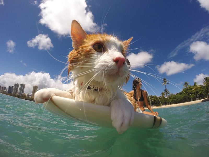 This cat, named Nanakuli, or Kuli for short, is a one-eyed cat who surfs in Hawaii.Adventure Cats by Laura J Moss / Workman Publishing