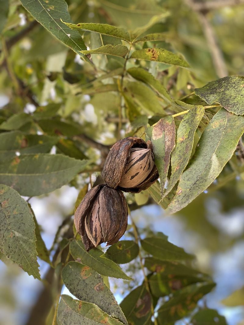 Farmers know pecans are ready to harvest when the husks break open and pecans began to fall to the ground. CONTRIBUTED BY GOODSON PECANS