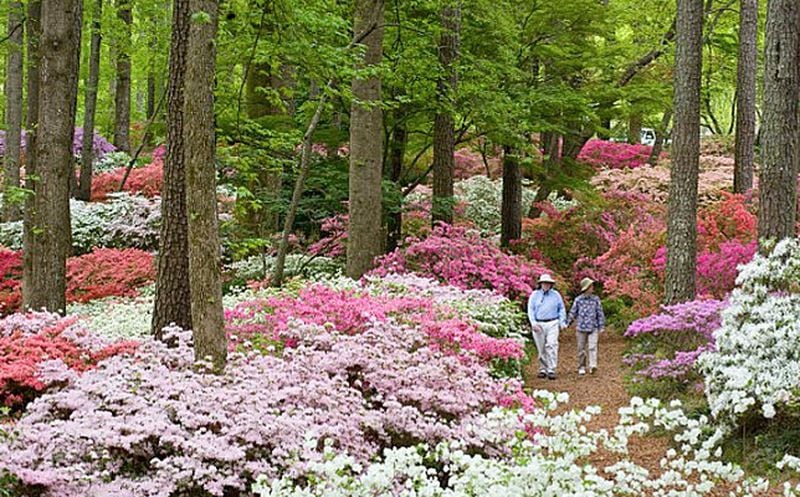 Callaway Resort and Gardens features 700 varieties of azaleas that bloom in March and April.
Courtesy of Pine Mountain Tourism Association